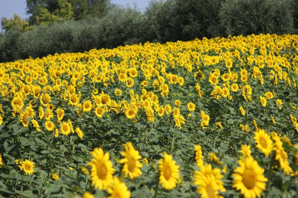 Agriturismi Farina Castiglione del Lago Bagian luar foto