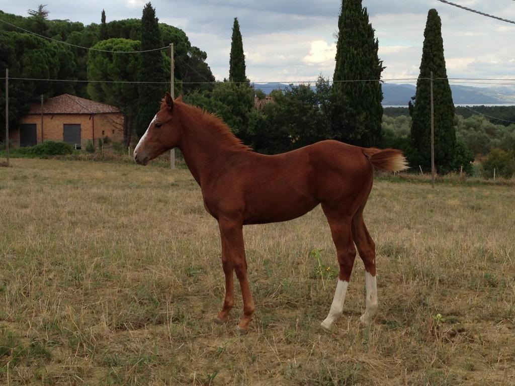 Agriturismi Farina Castiglione del Lago Bagian luar foto