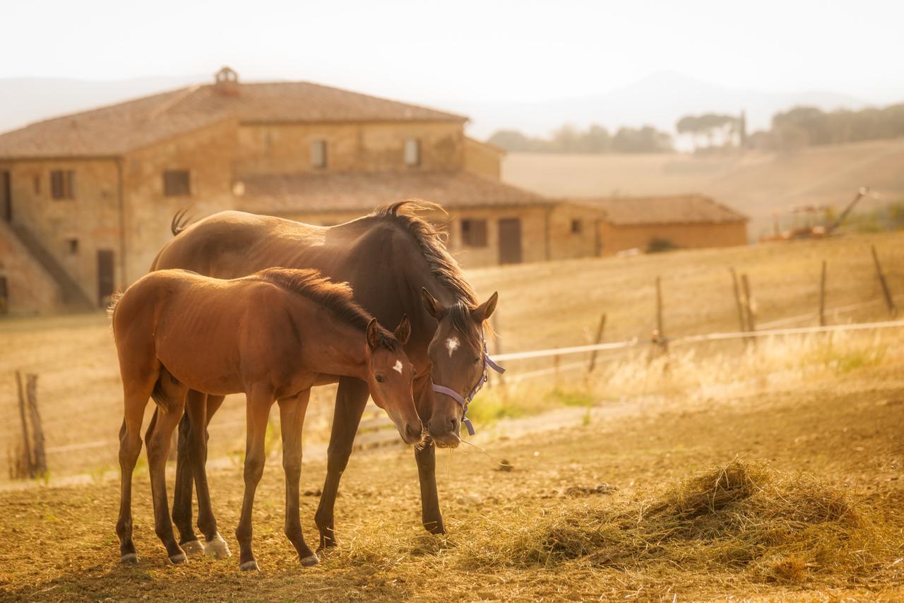 Agriturismi Farina Castiglione del Lago Bagian luar foto